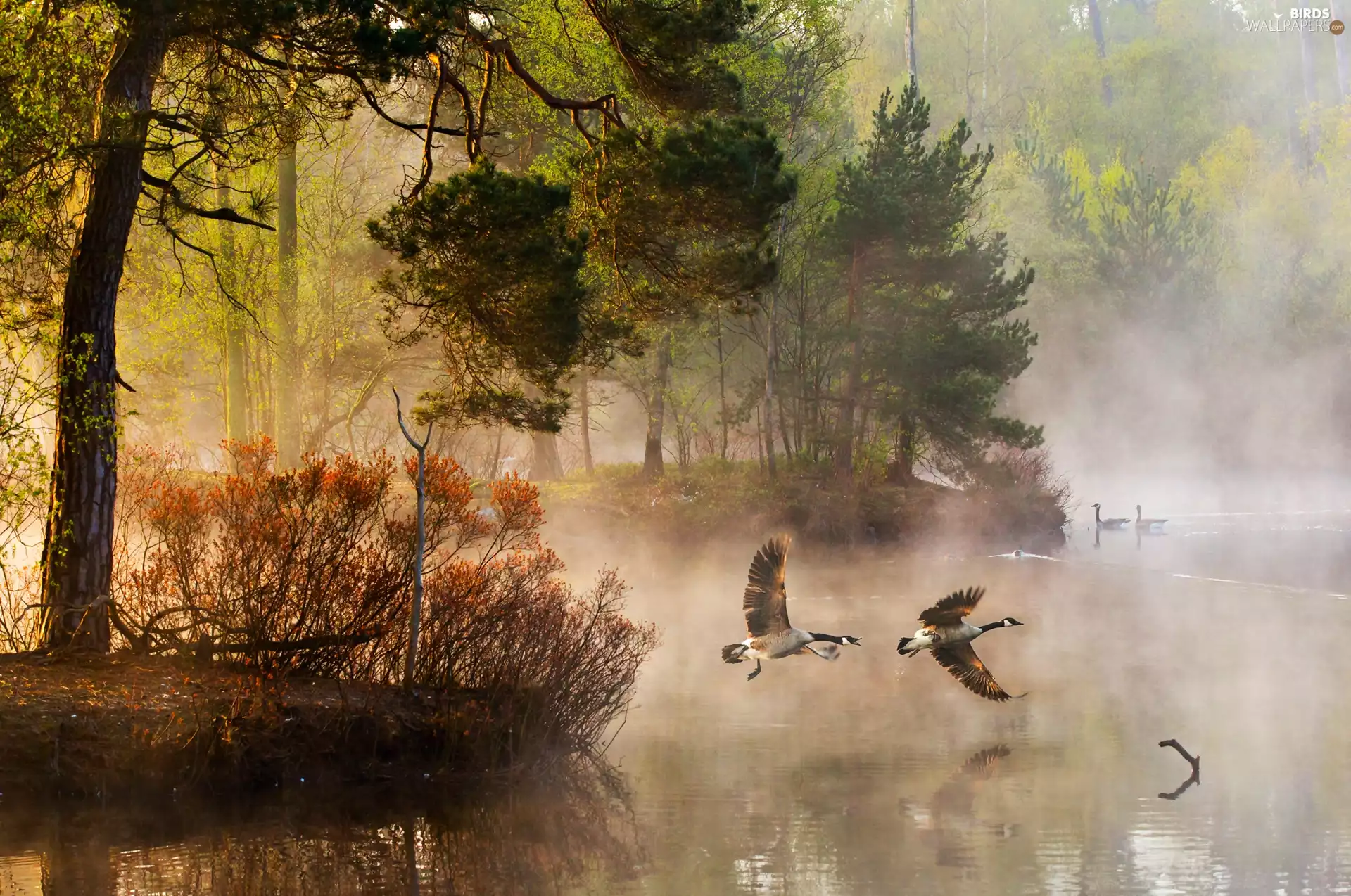 morning, Fog, forest, River, Wild Geese