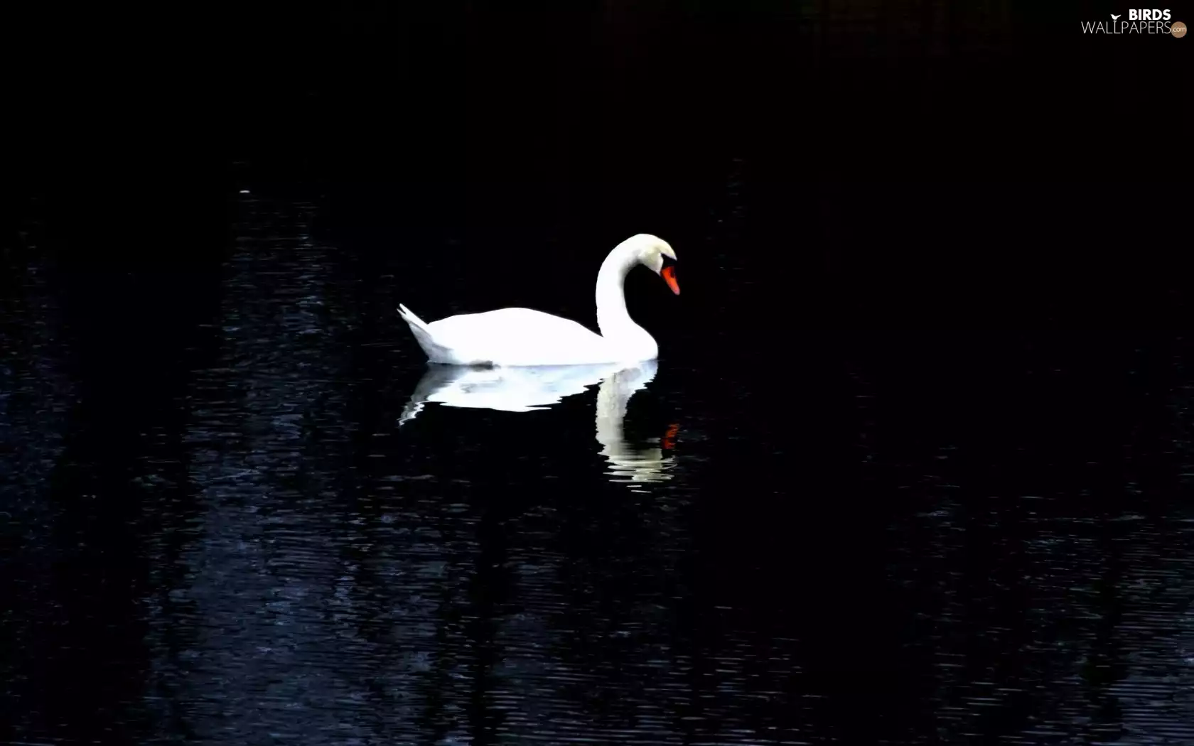 River, Swans, Night