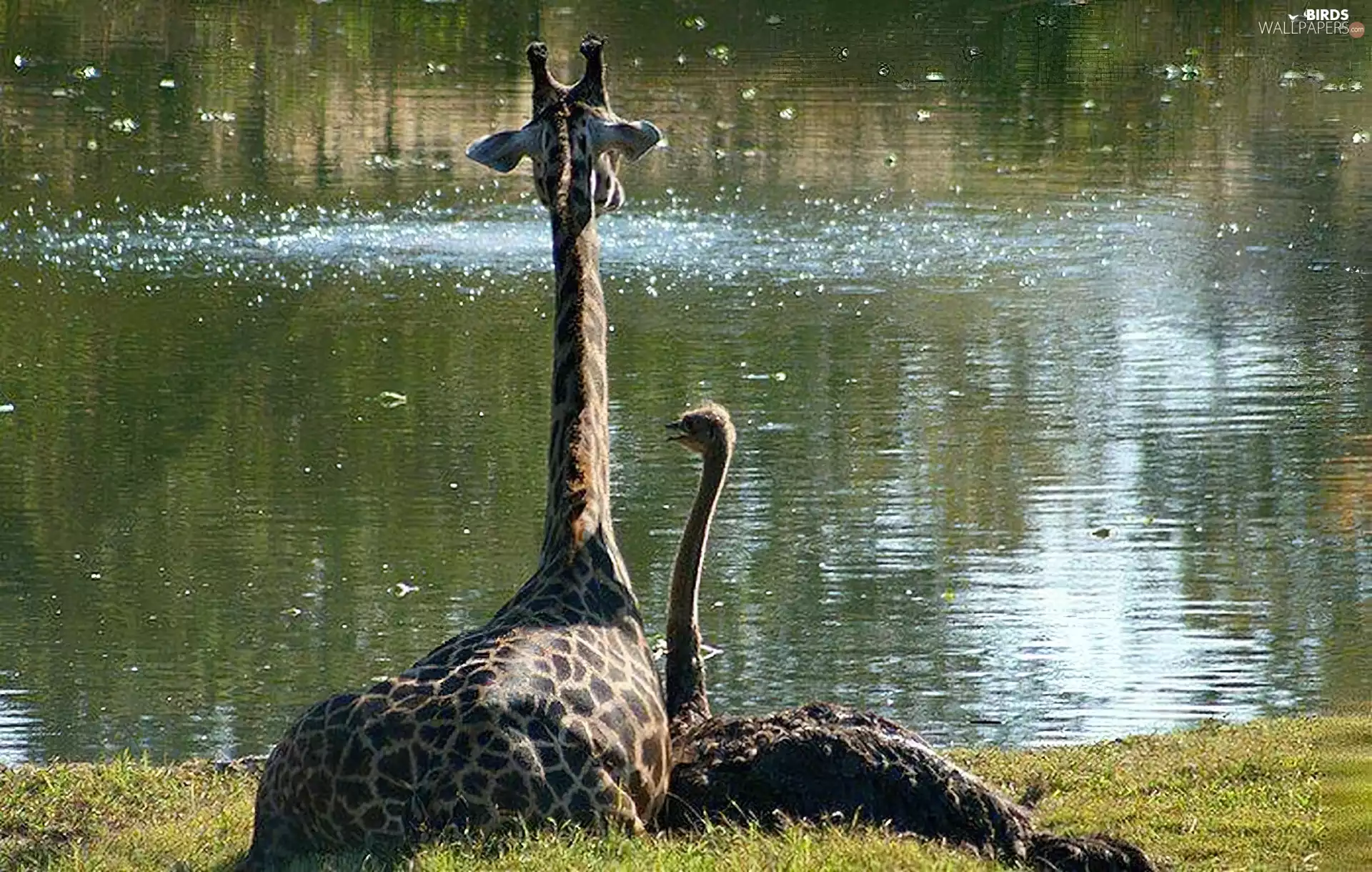 River, giraffe, ostrich
