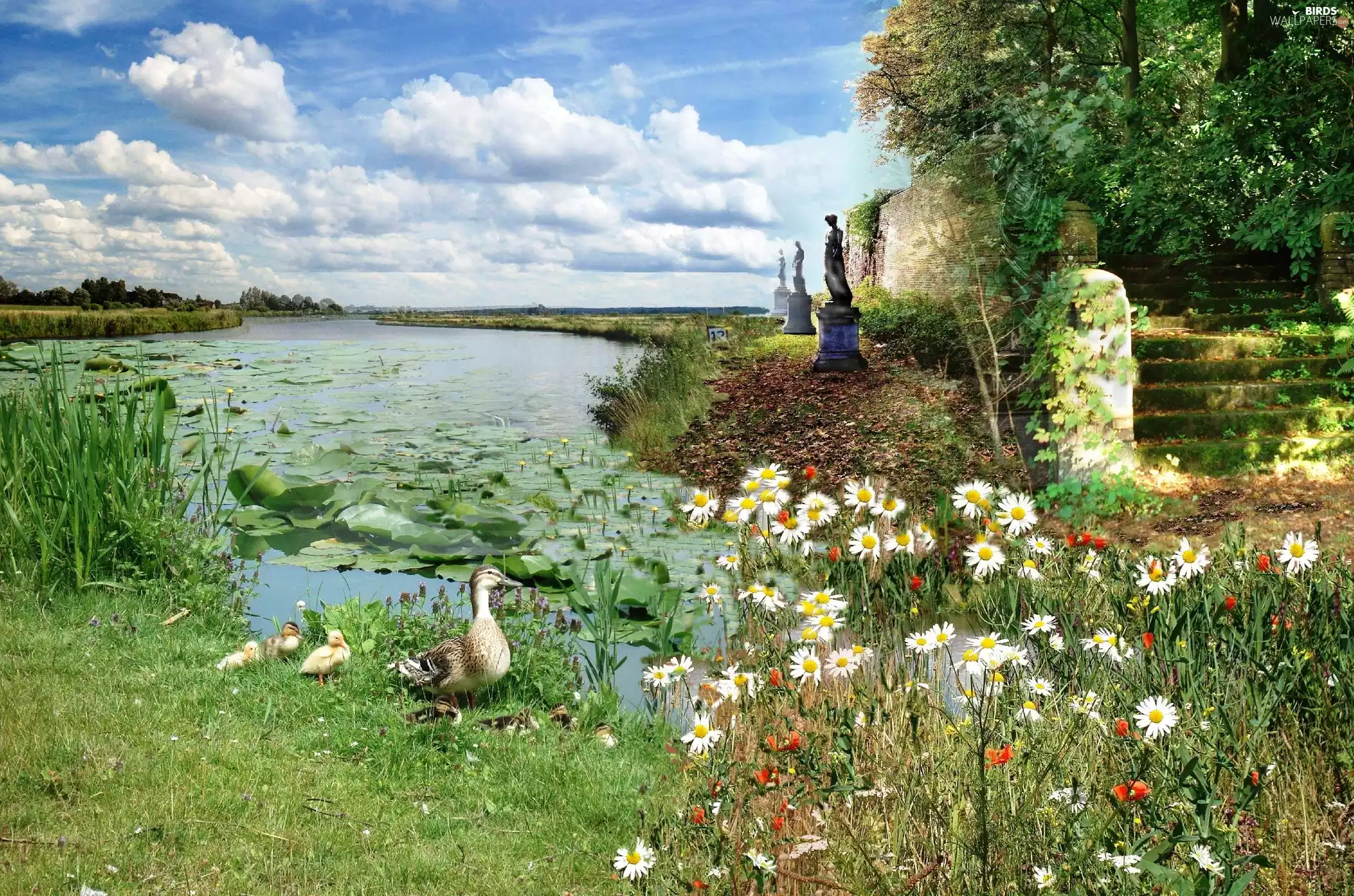 Park, Flowers, ducks, River