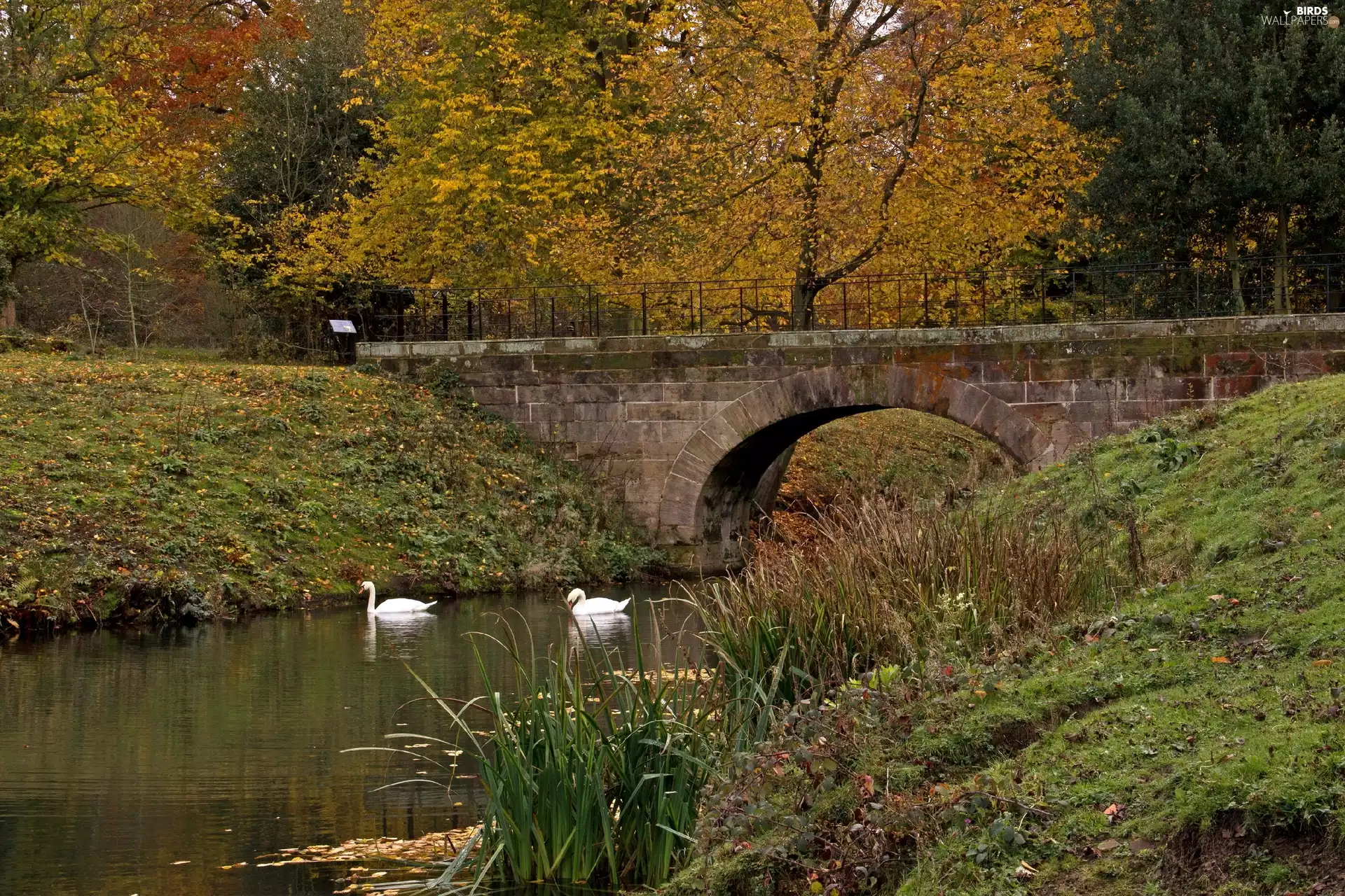 Park, bridge, Swan, River