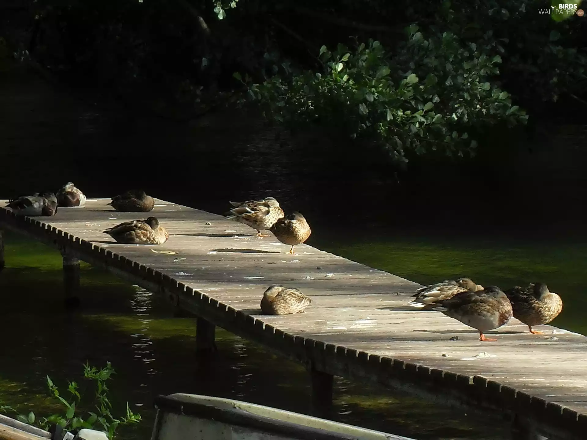River, ducks, Platform