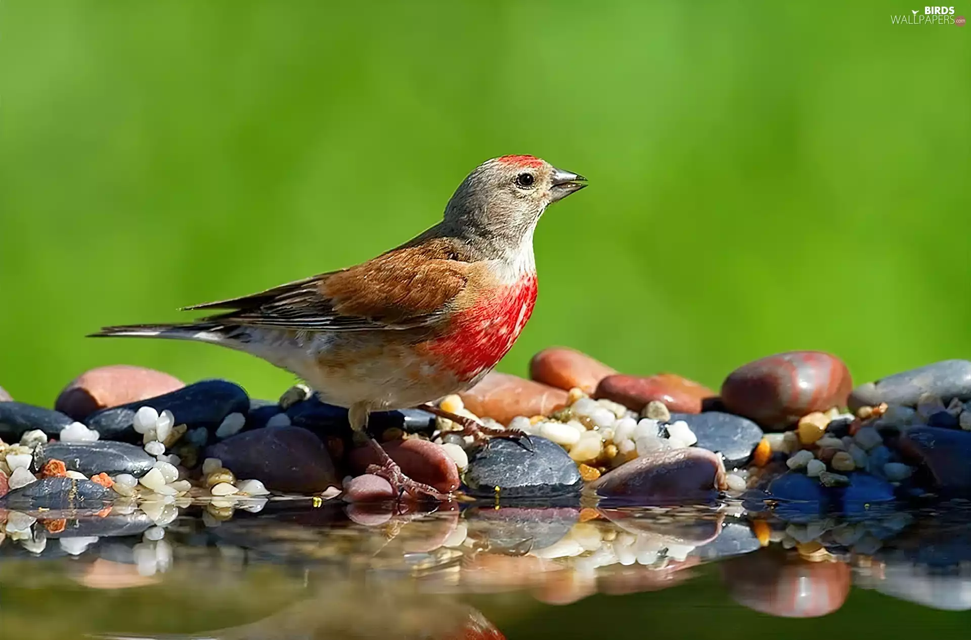 River, linnet, Stones