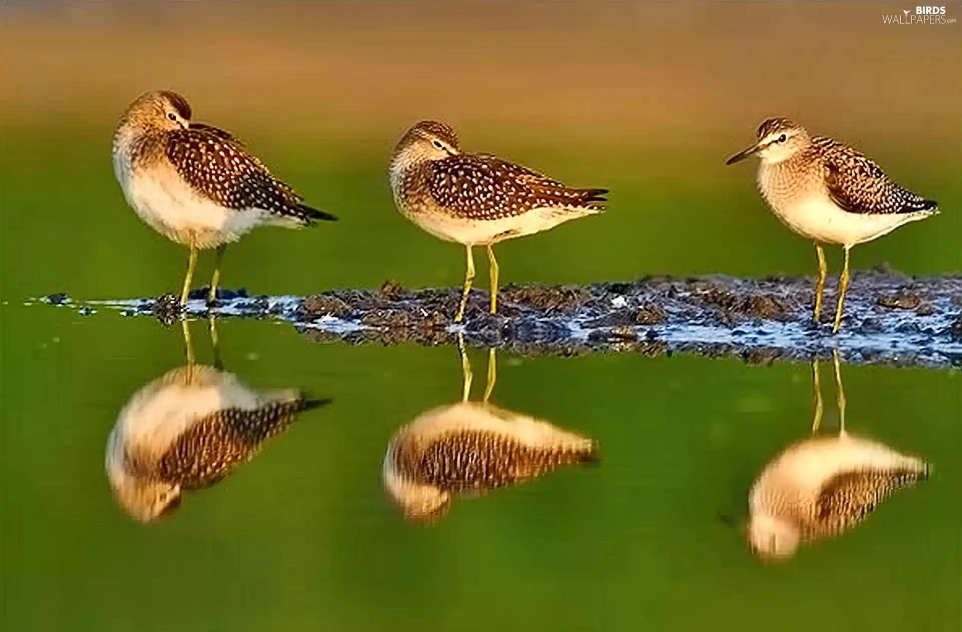 Stones, wood sandpiper, River