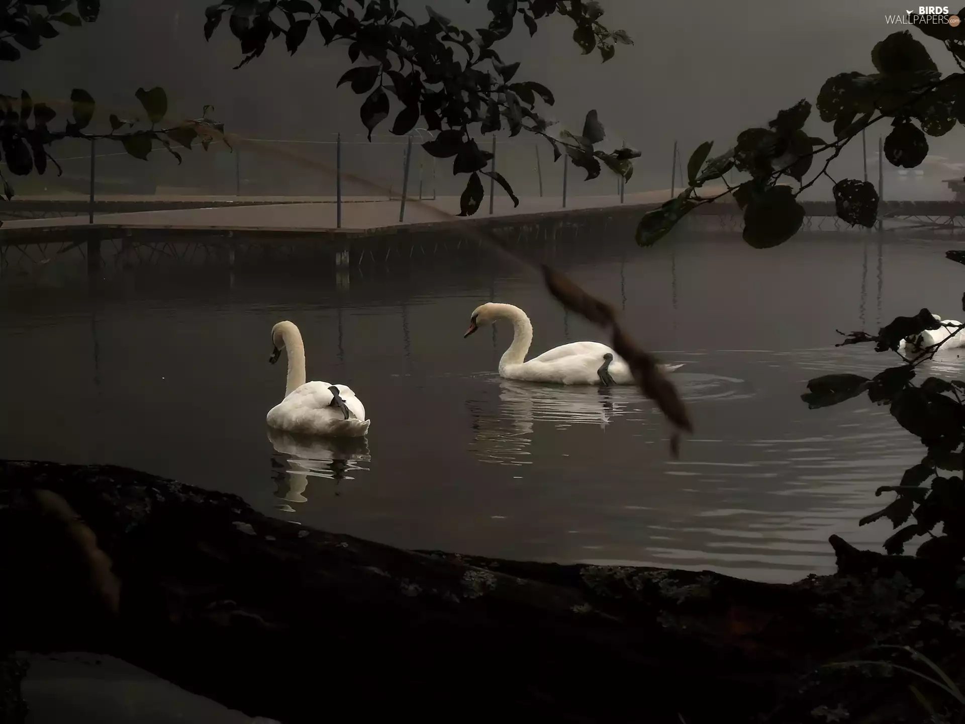 Swan, Platform, Fog, River