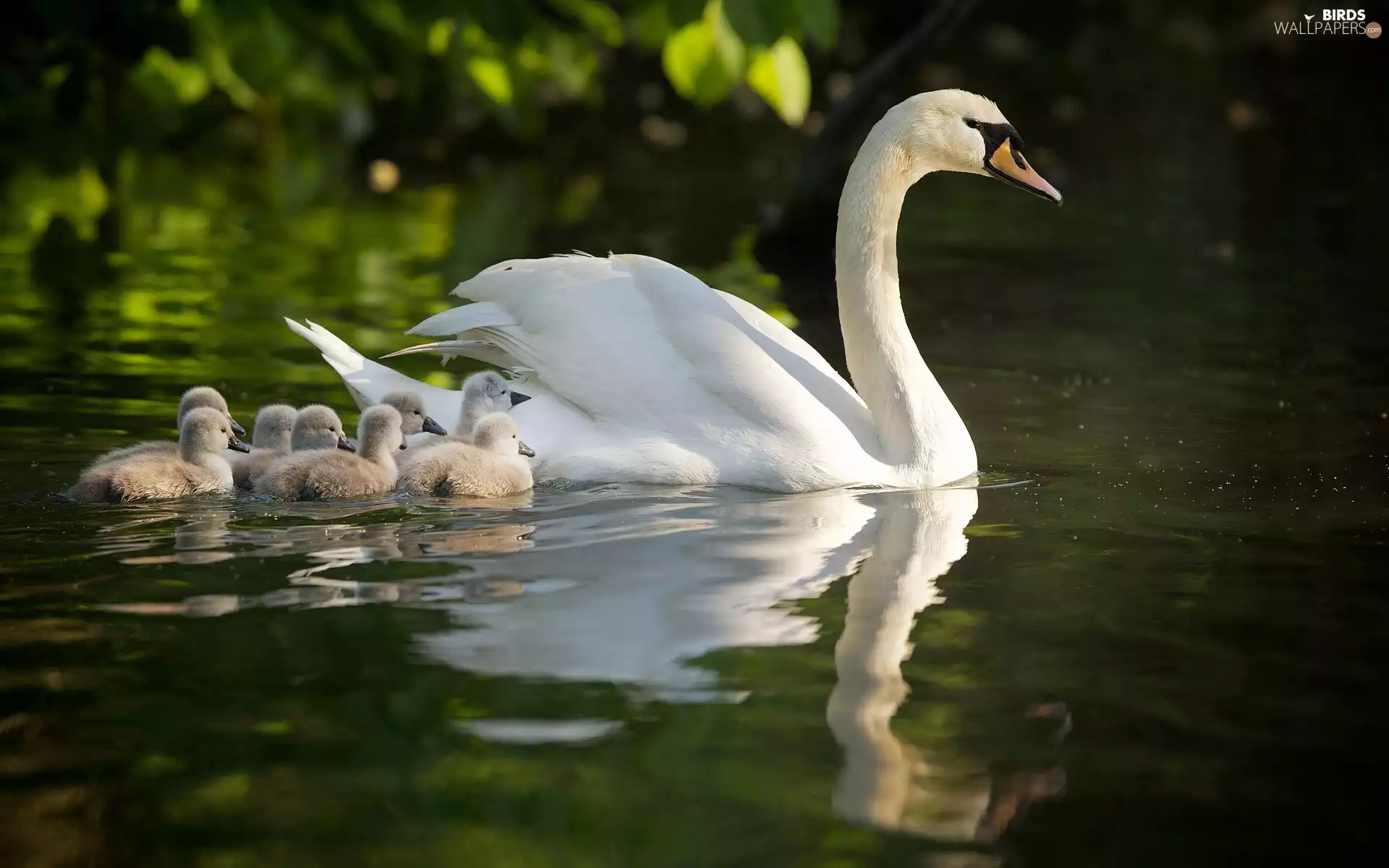 River, Swans, young