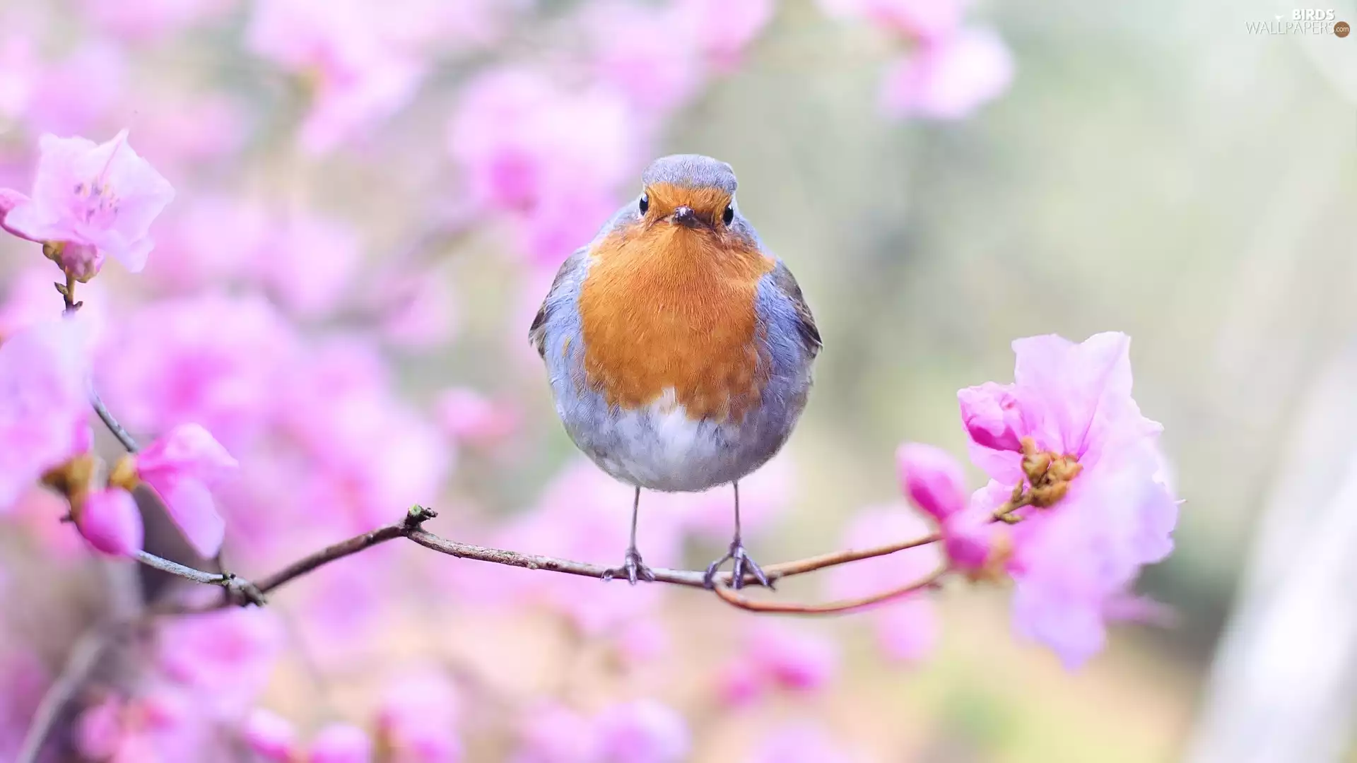 Bird, twig, Flowers, robin