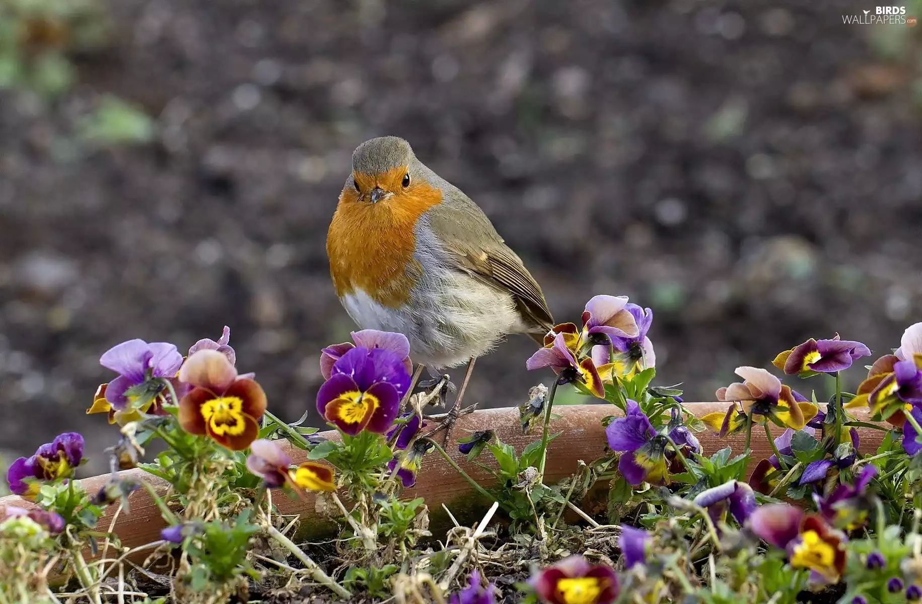 robin, pansies, Bird