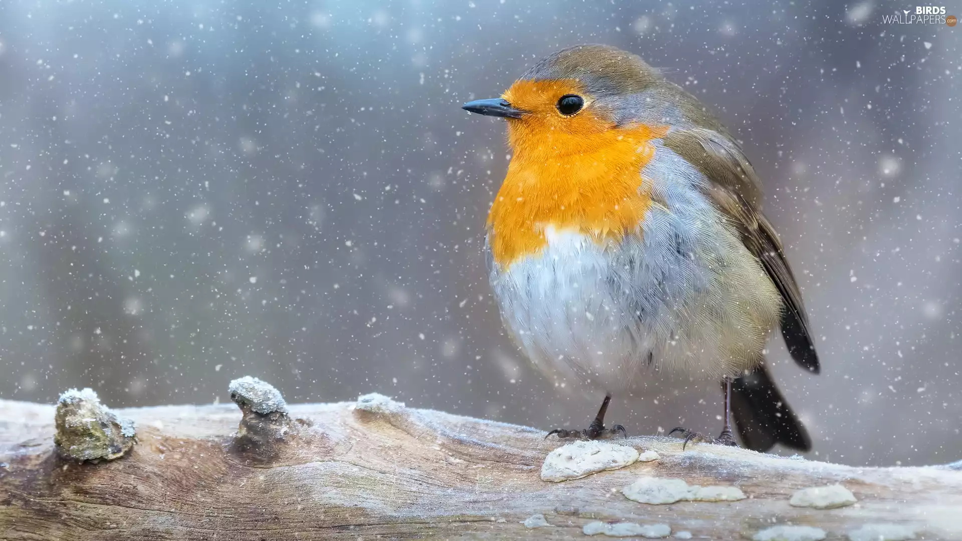 Bird, twig, snow, robin
