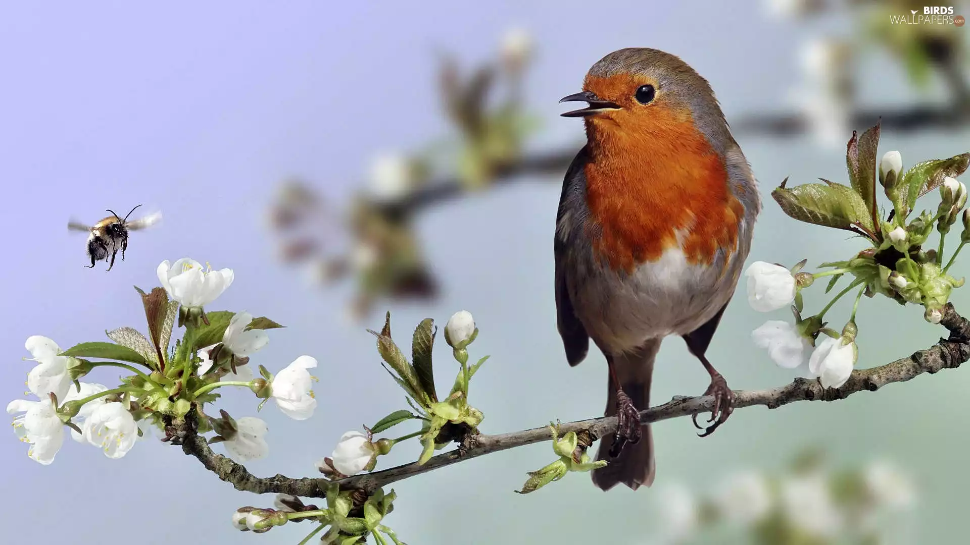 Bird, Blossoming, twig, robin