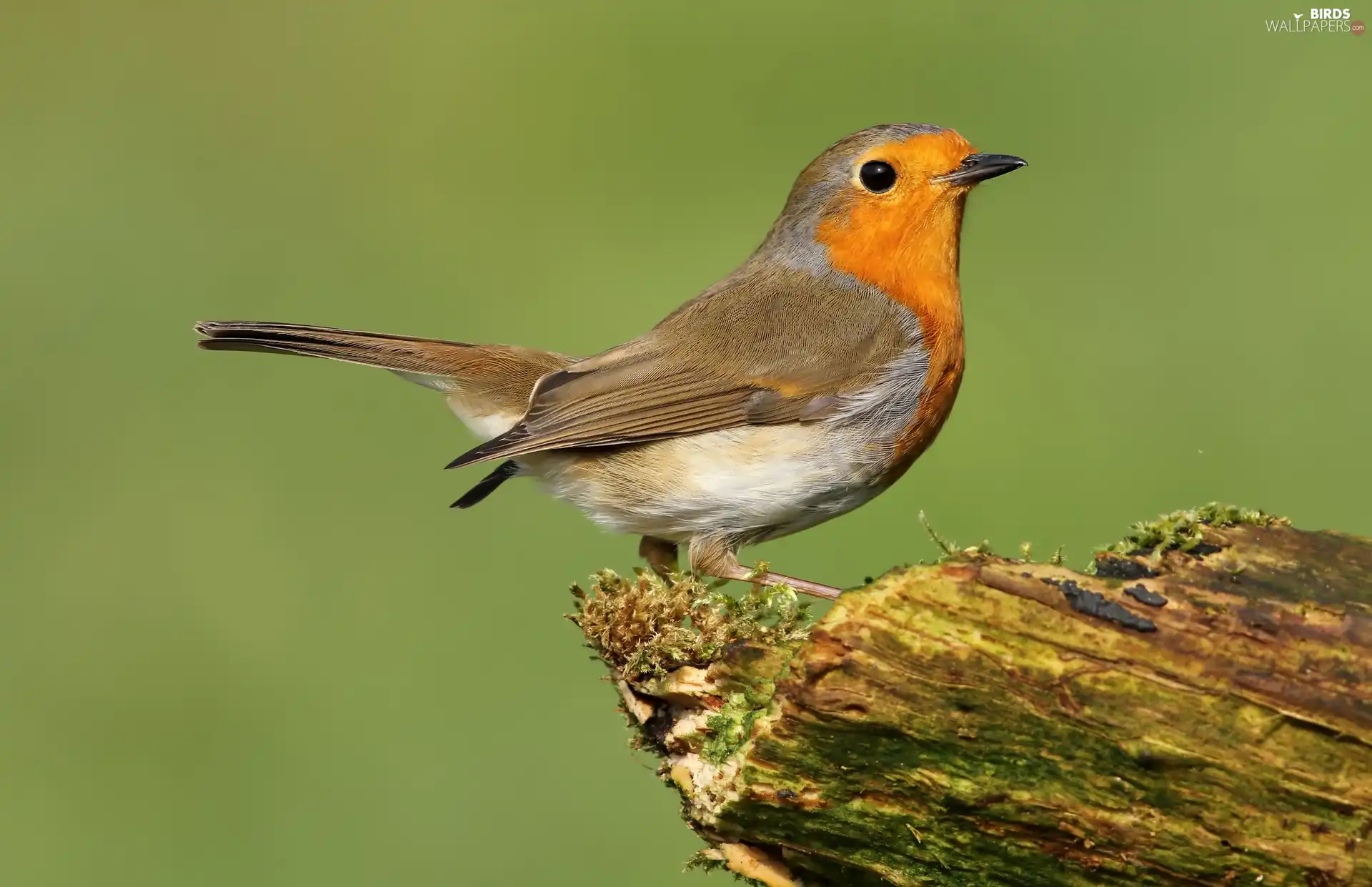 birdies, robin