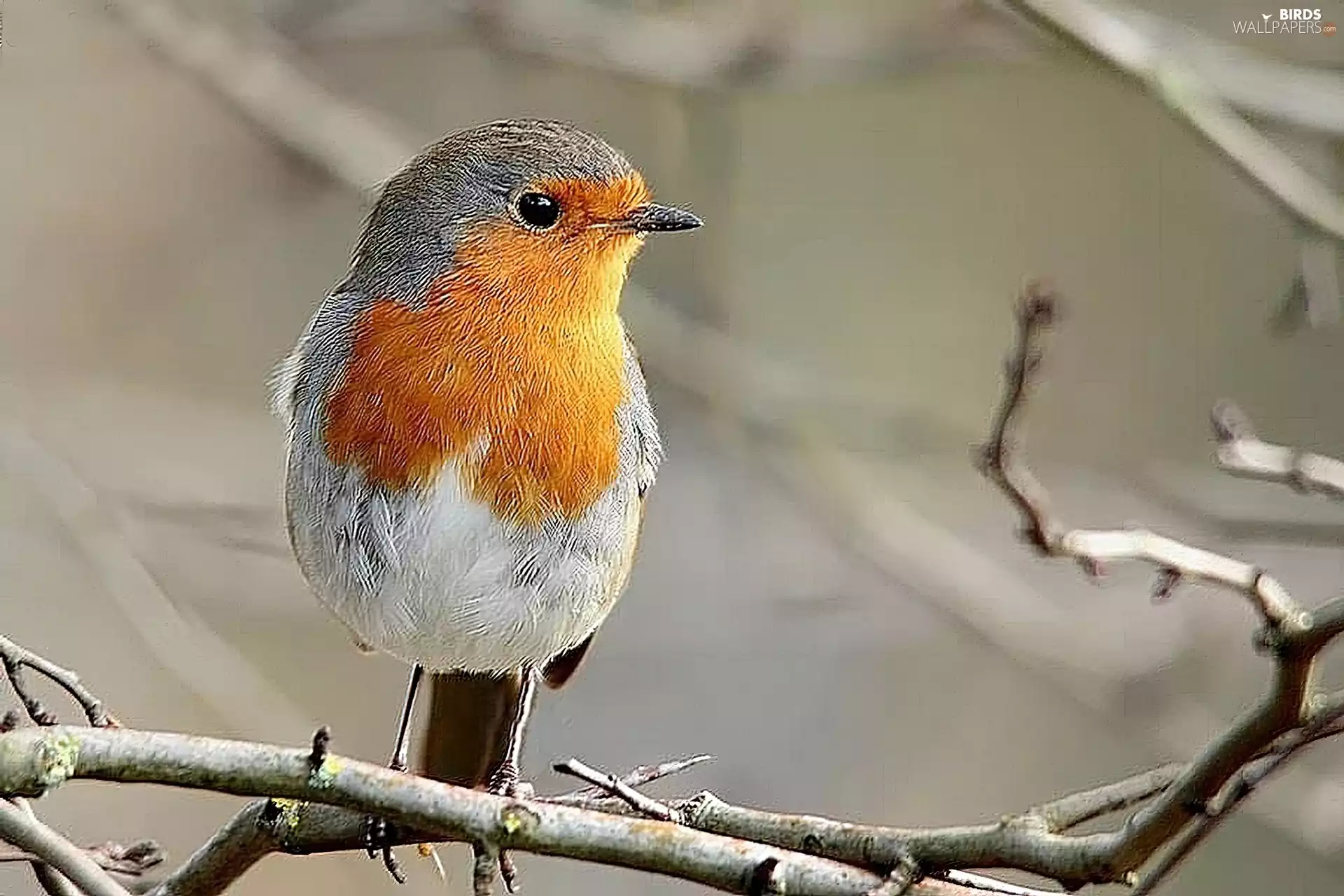 robin, animals, birds