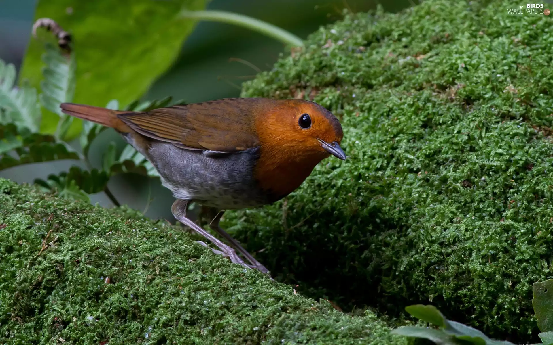 robin, Moss