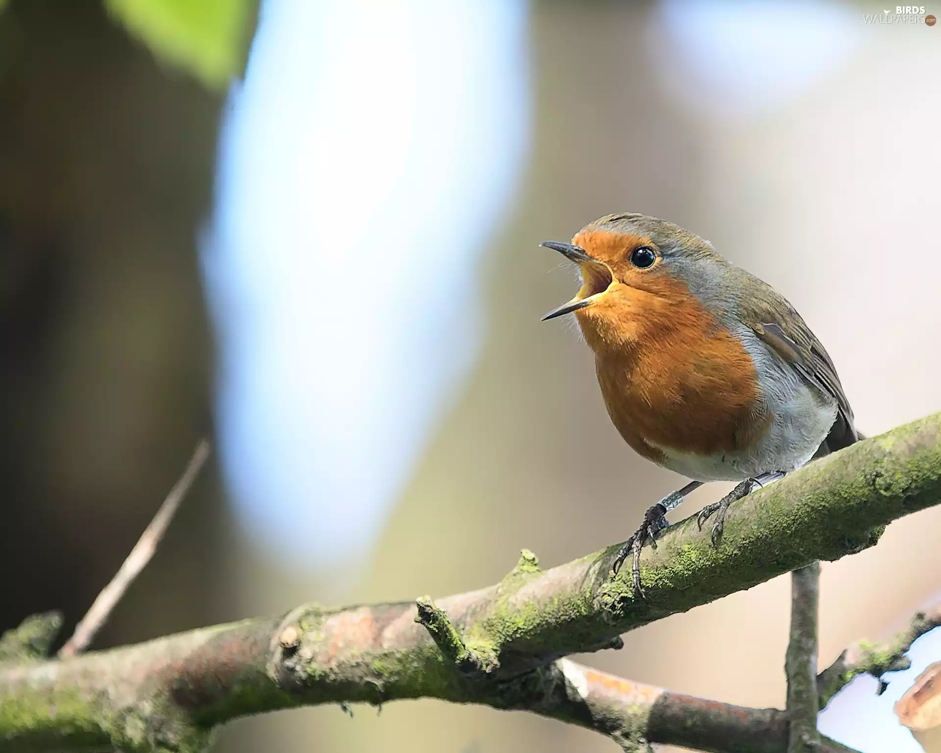 robin, twig