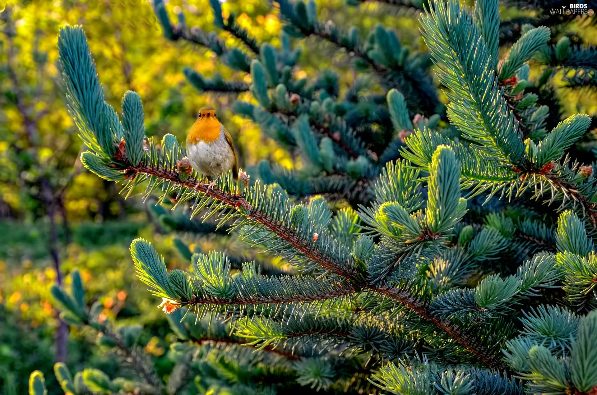 Bird, robin, Twigs, spruce, trees