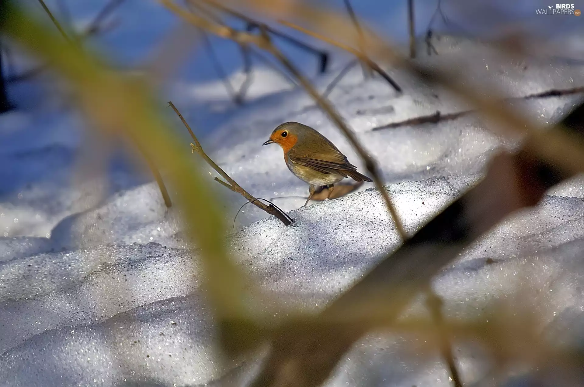 robin, winter