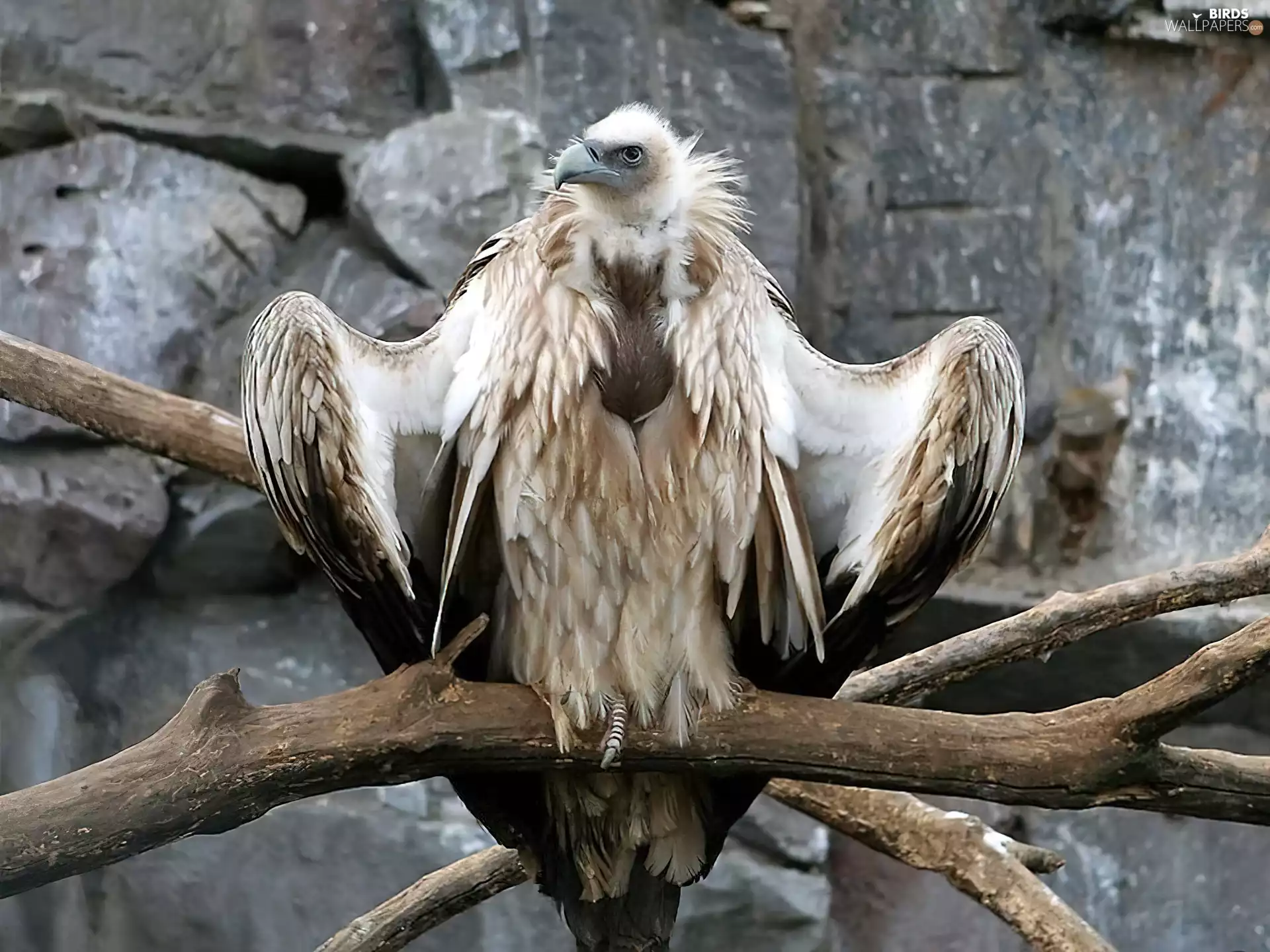 rocks, griffon, branches