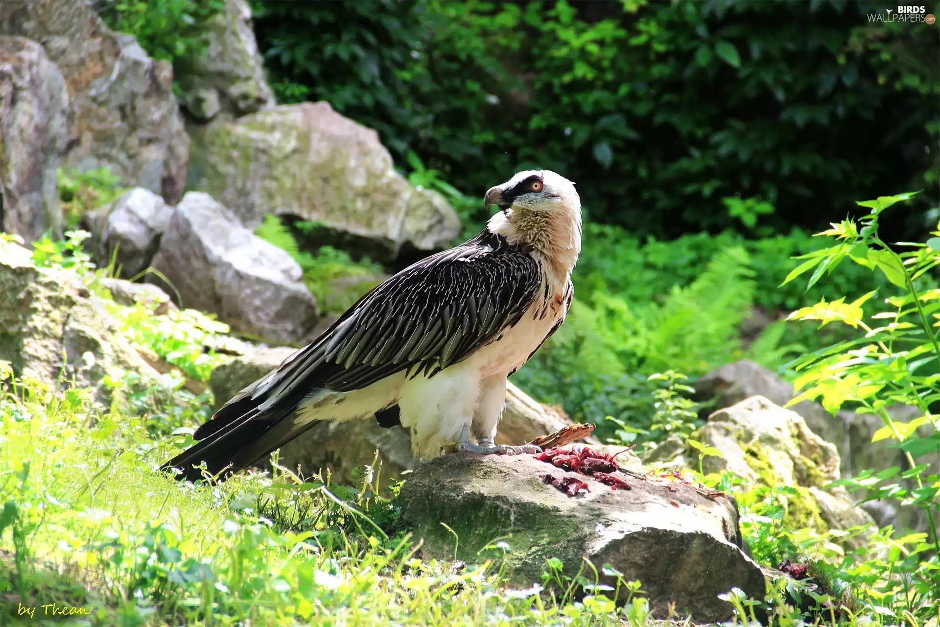 rocks, vulture, carcass