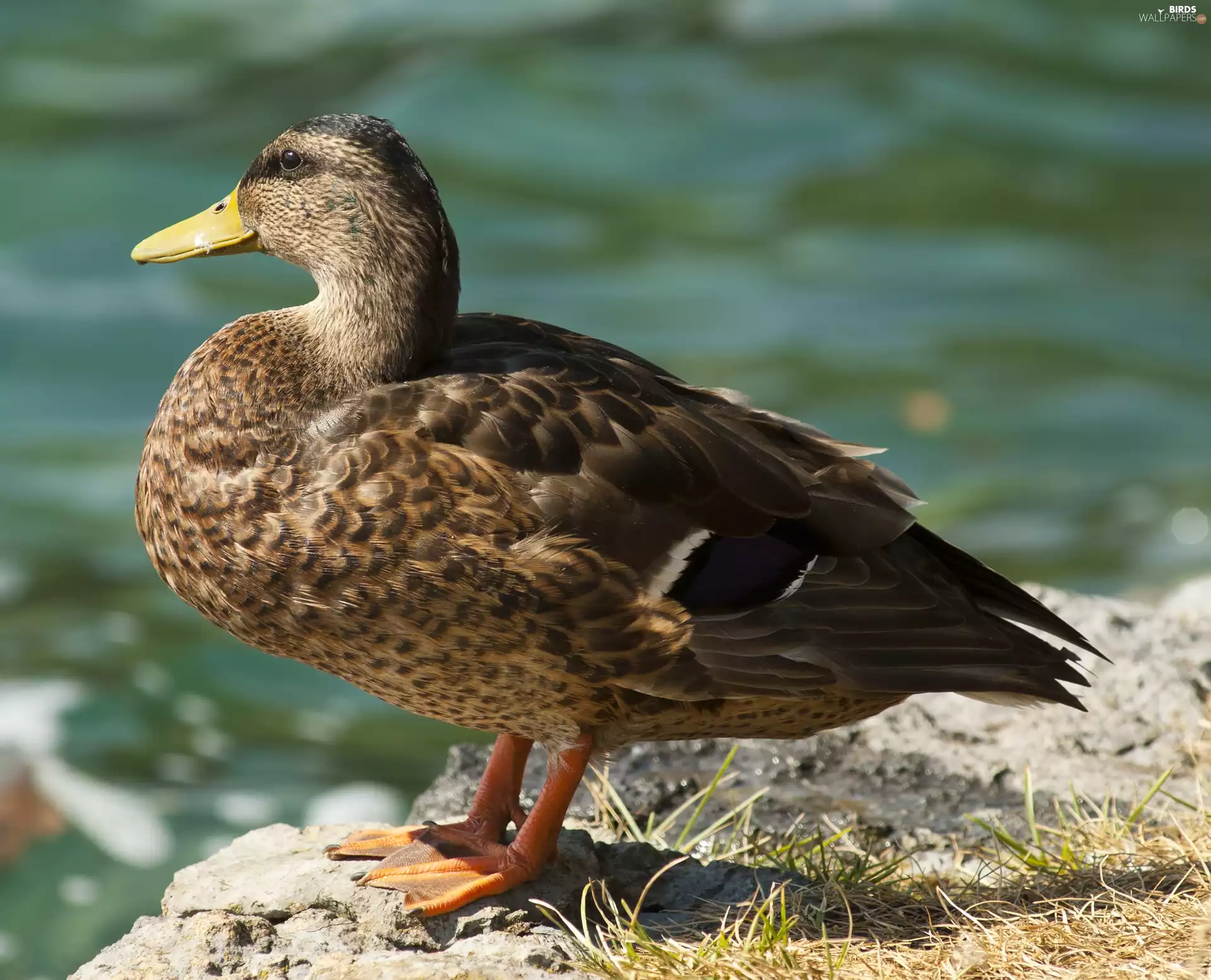 Rocks, duck, crossing