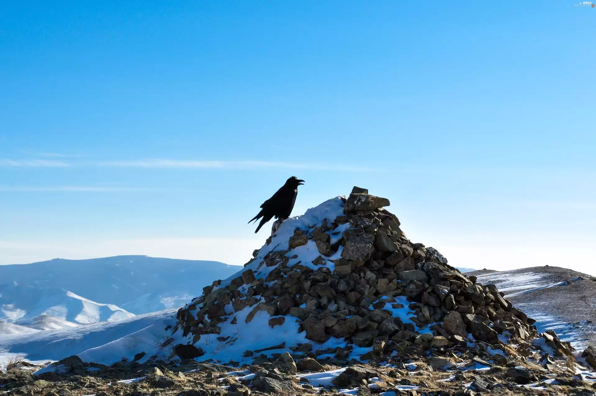 Crow, snow, winter, rocks