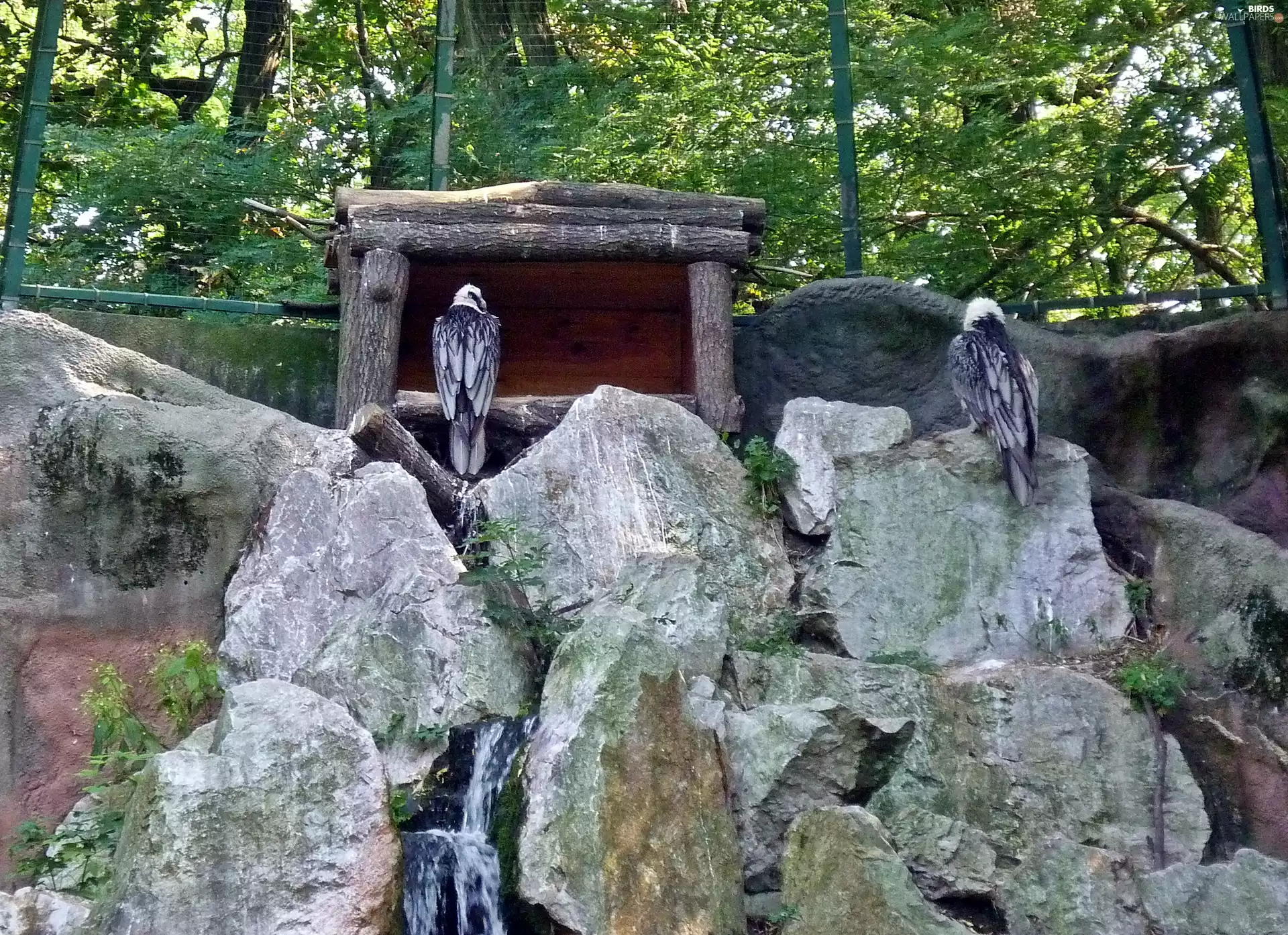 Eagles, trees, viewes, rocks