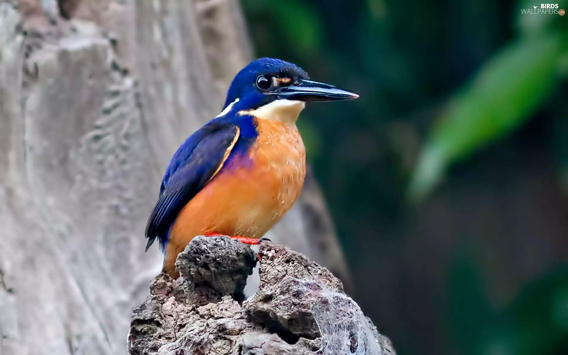 Rocks, Bird, kingfisher