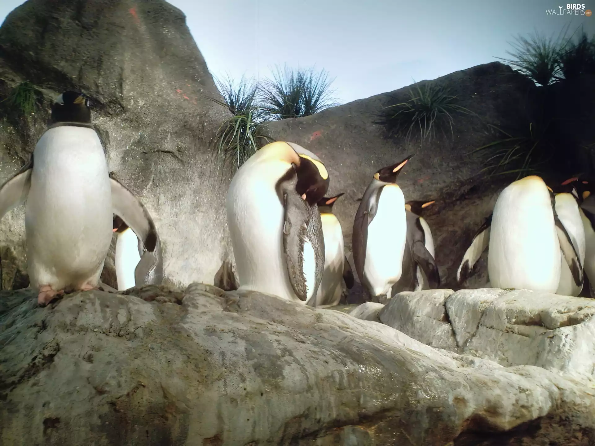 rocks, herd, penguins