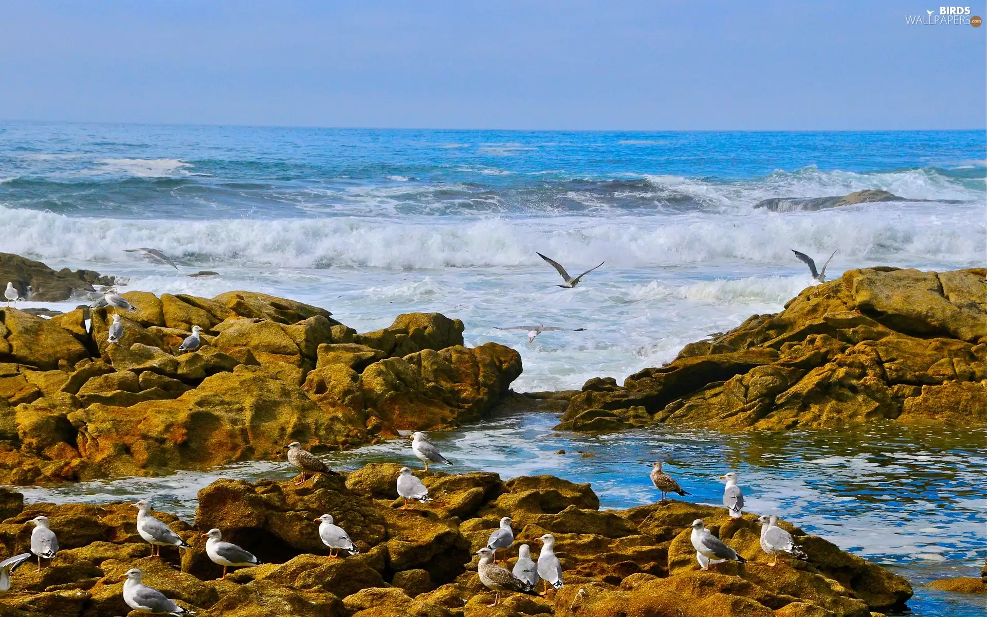 sea, Waves, gulls, rocks