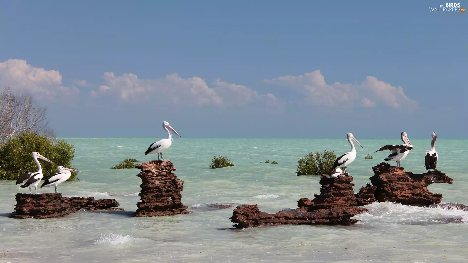 rocks, pelicans, sea