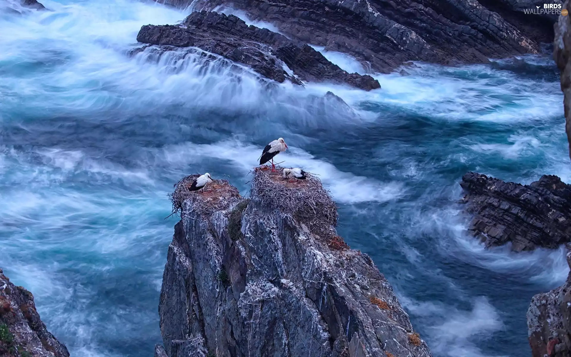 sea, Storks, Portugal, rocks