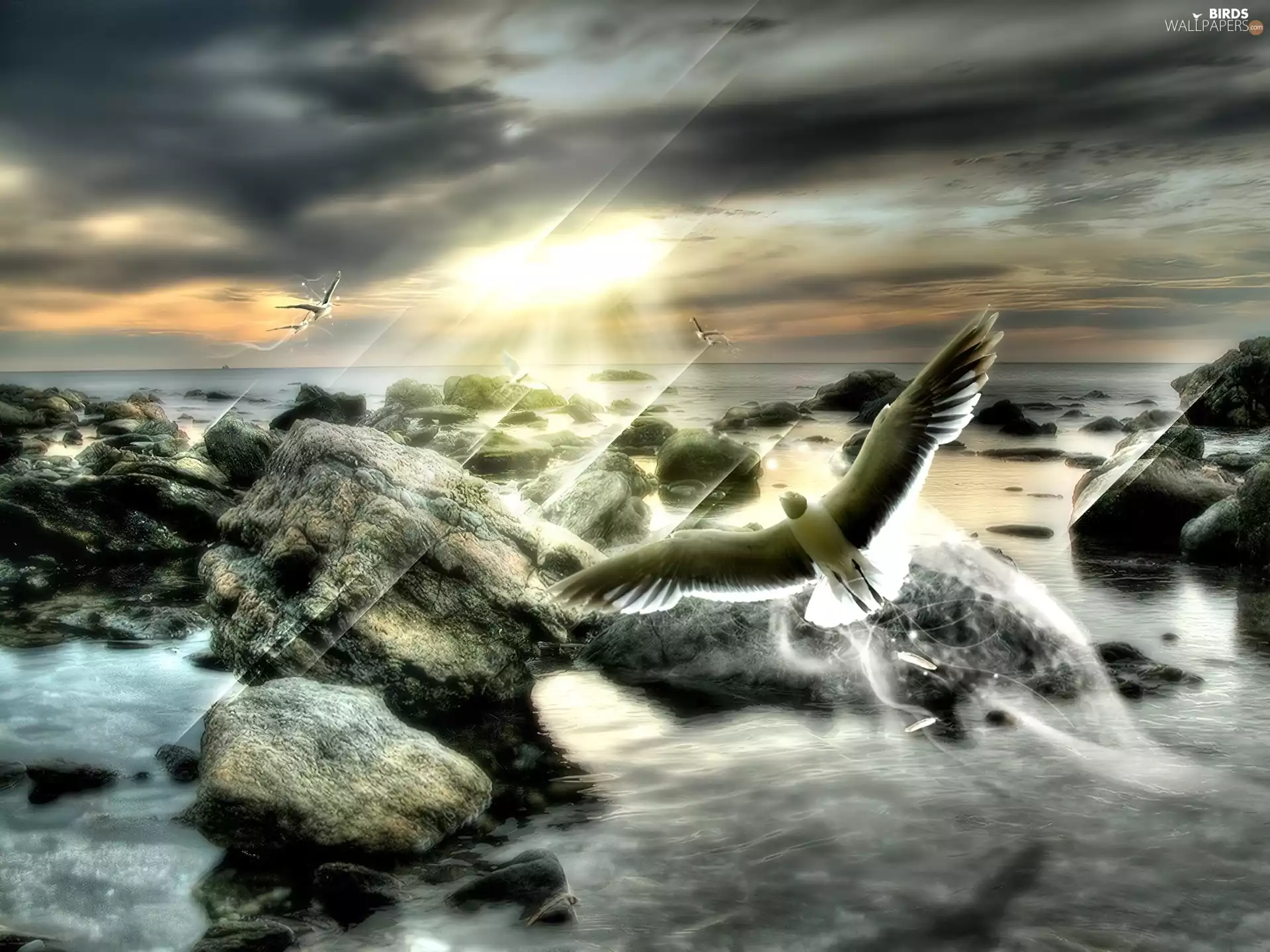 rocks, seagull, sea