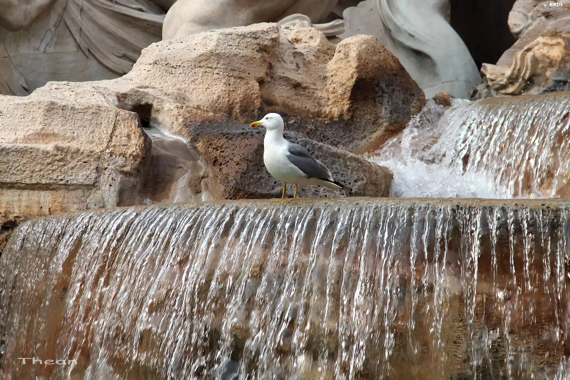 fountain, seagull, water, Rome