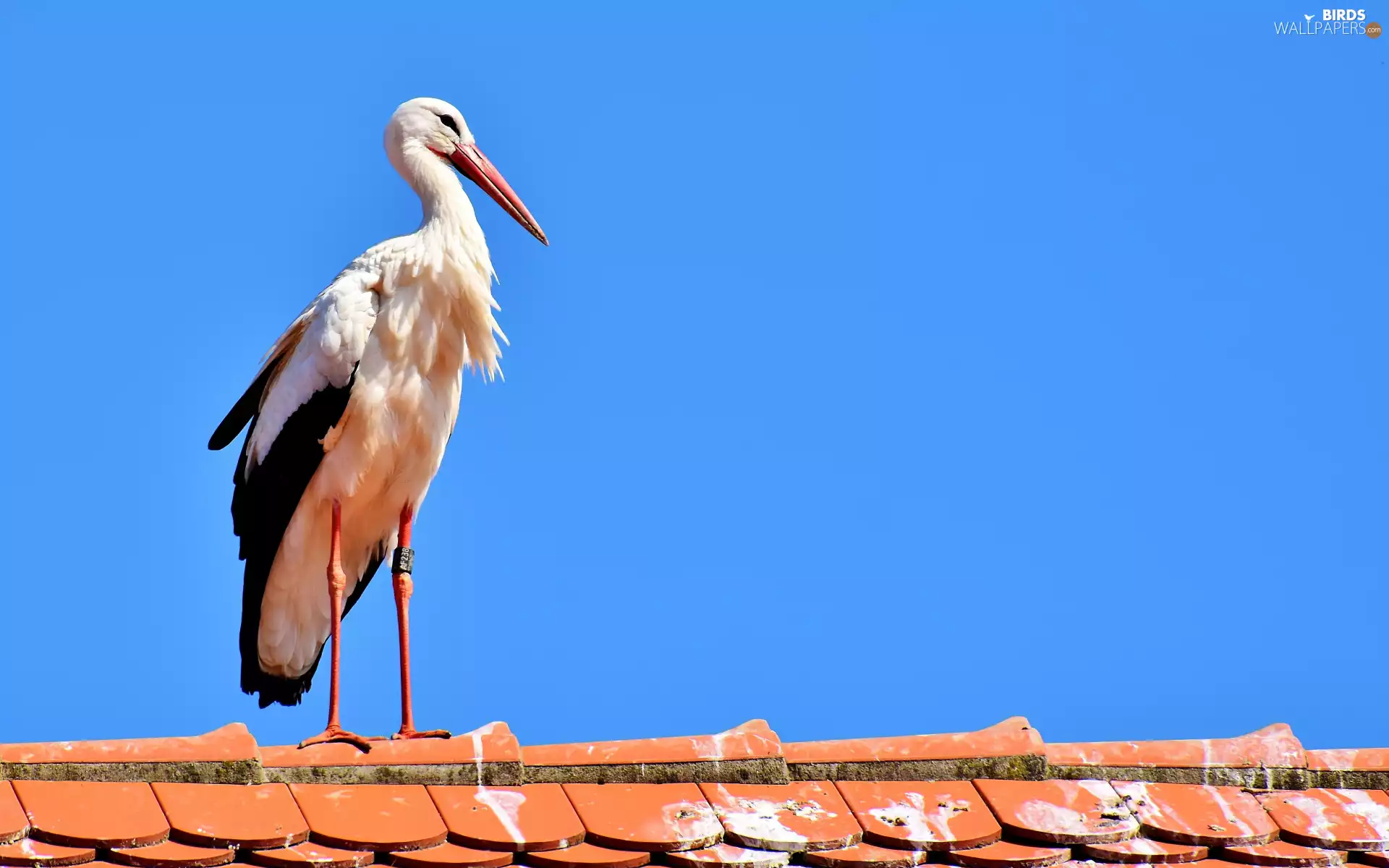 Sky, stork, the roof