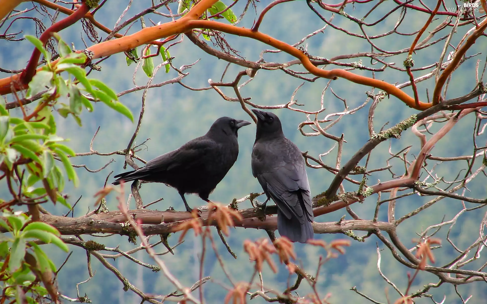 Twigs, Two cars, Rooks
