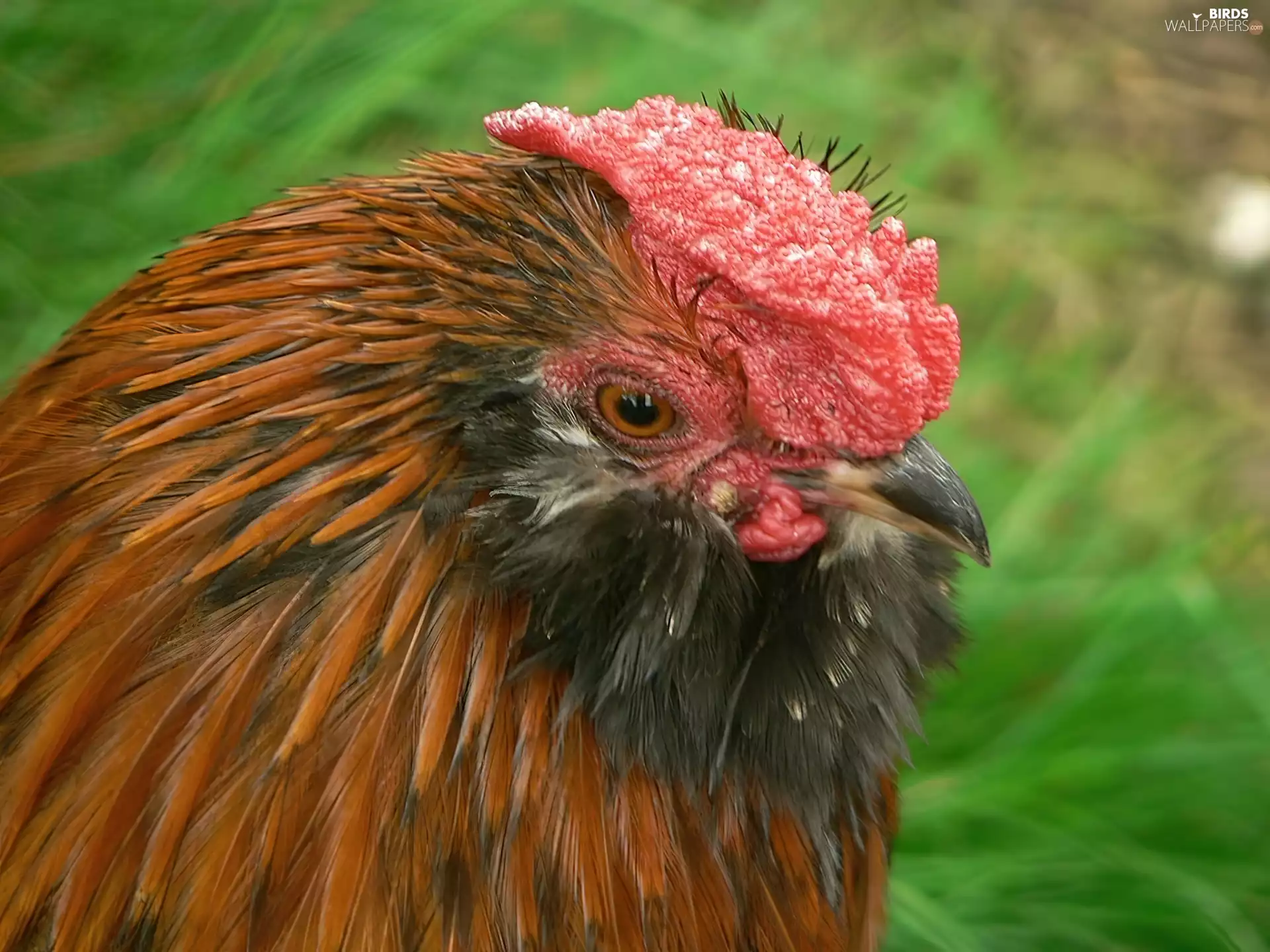 rooster, comb