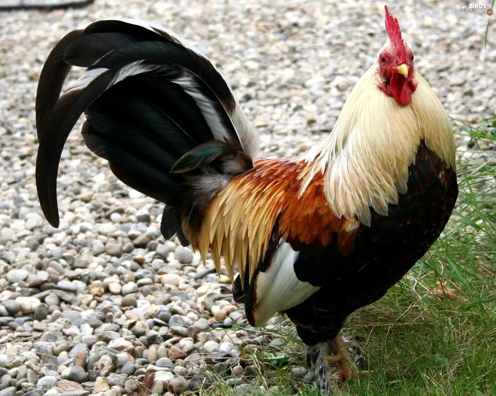 rooster, change, Pebble