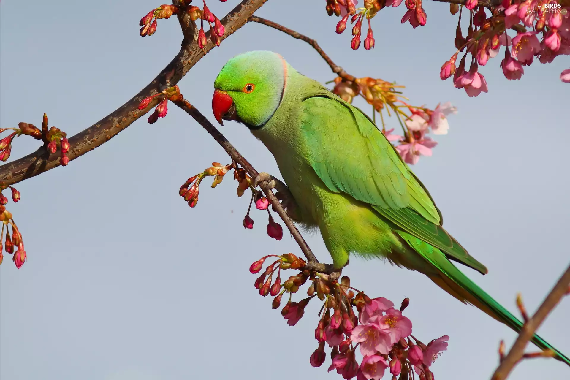 parrot, Twigs, kirsch, Rose-ringed Parakeet