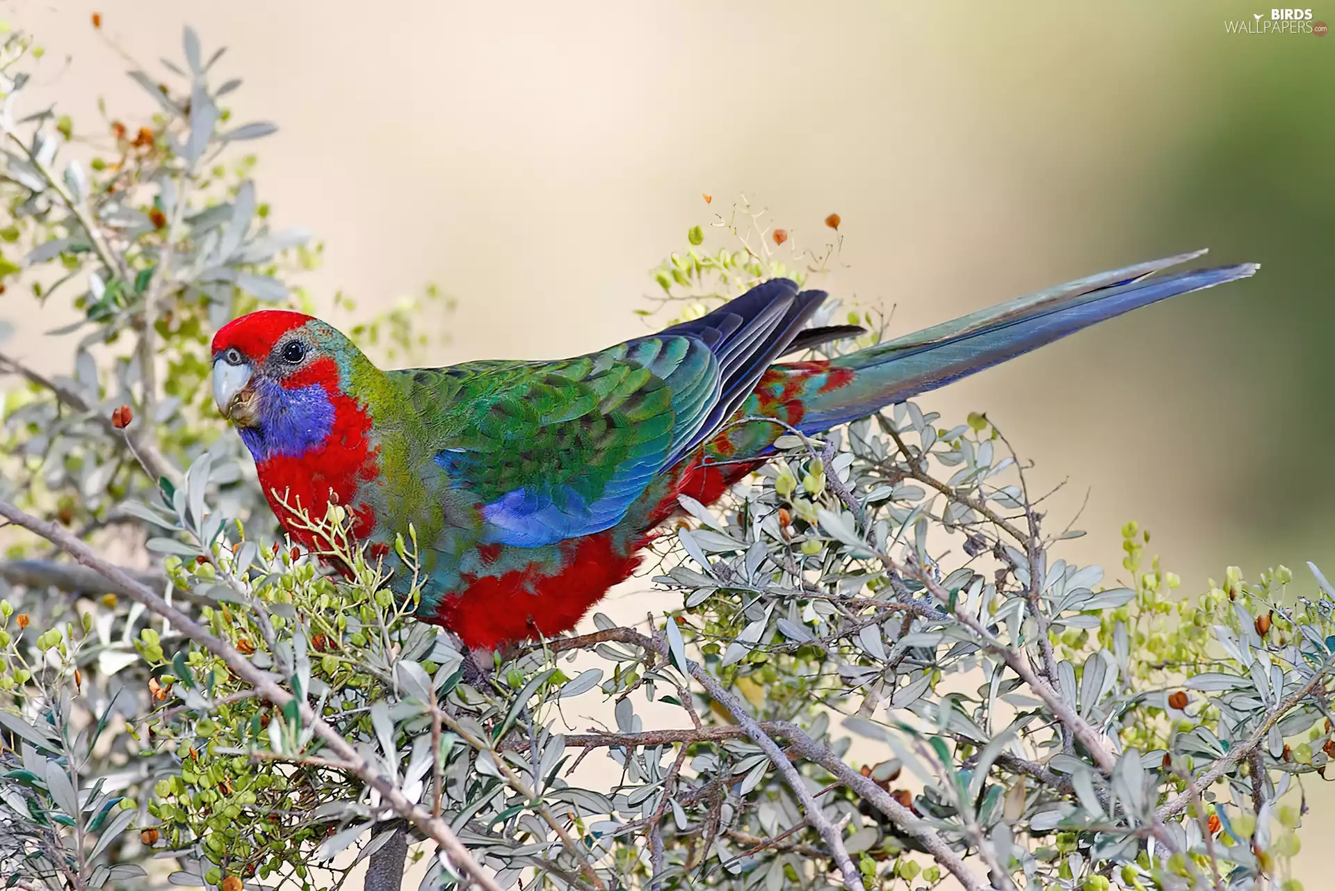 young, Rosella Kings, Twigs, parrot
