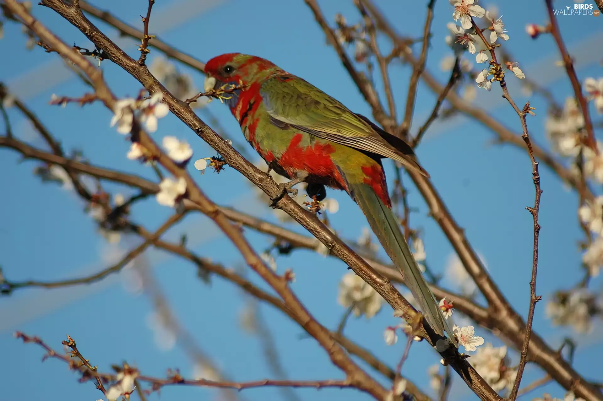 parrot, Royal, Twigs, Rosella