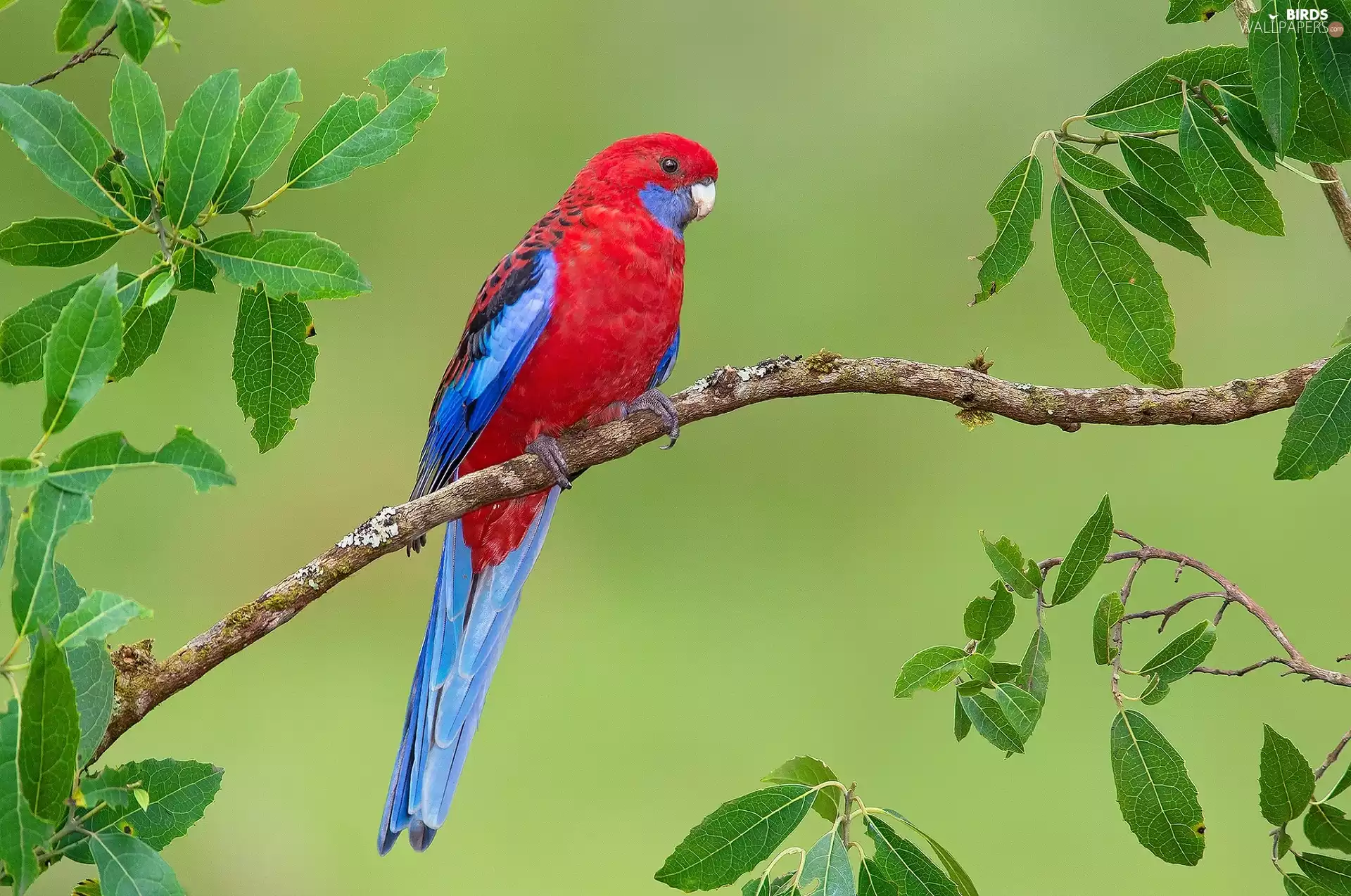 Rosella Kings, twig
