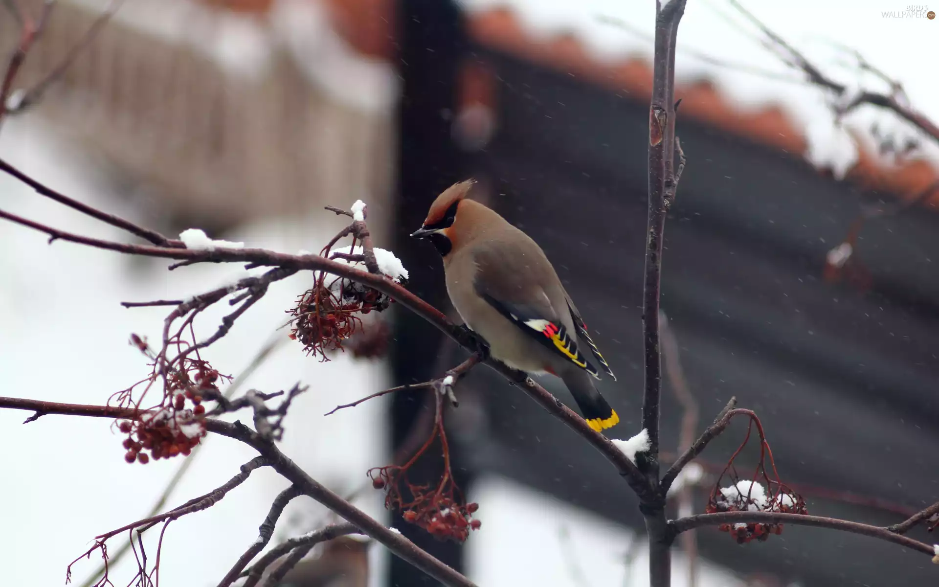 branch, rowan, sitting, an, Waxwing