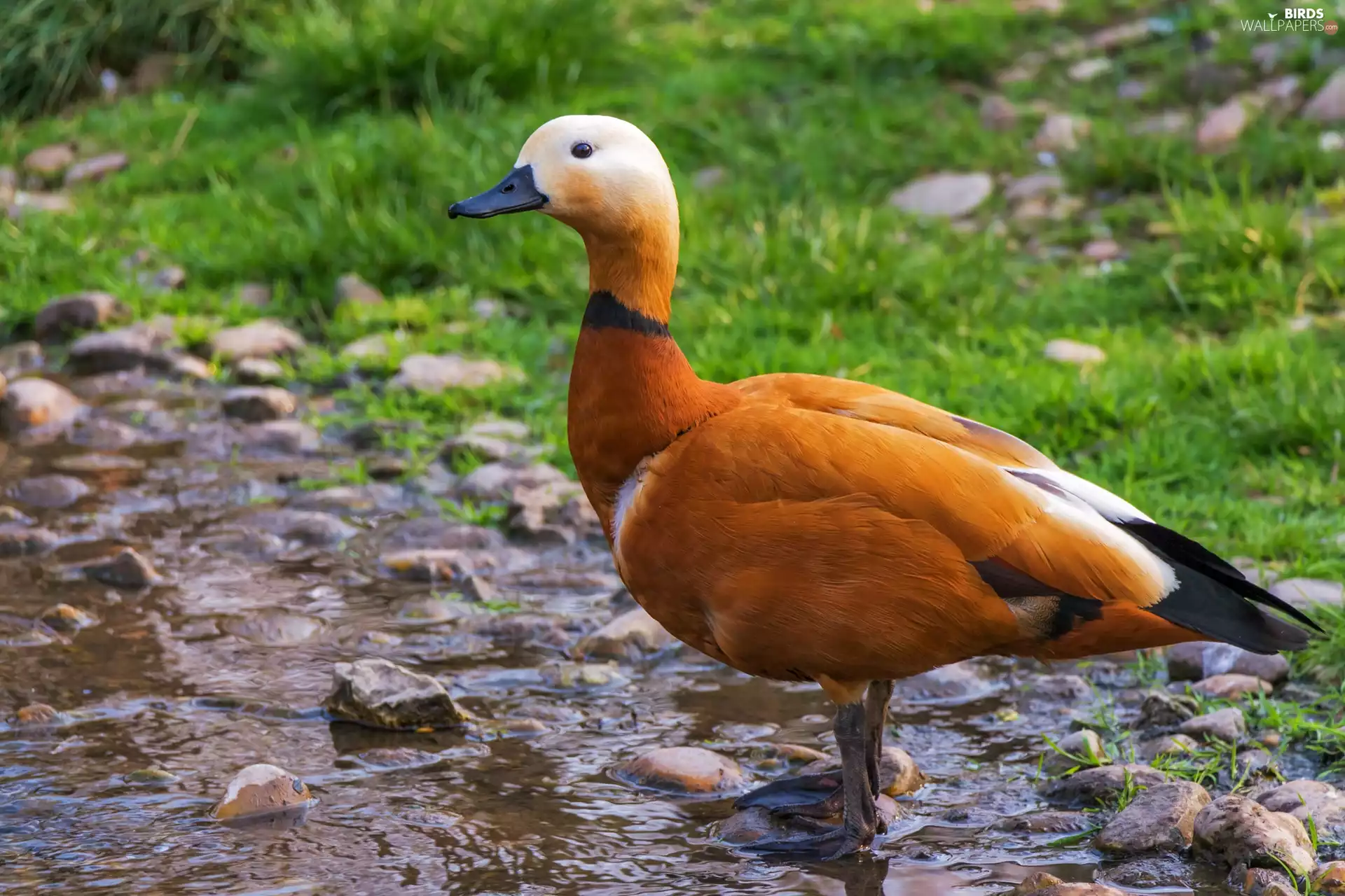 Ruddy Shelduck, duck