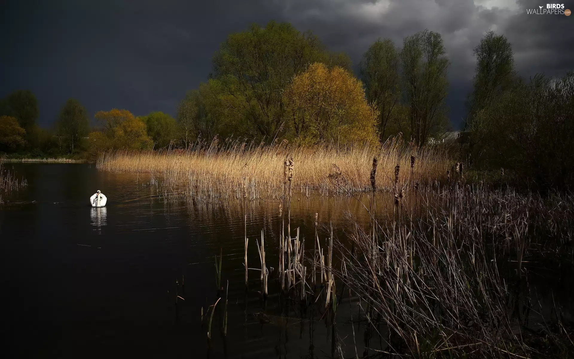 lake, Night, swan, rushes