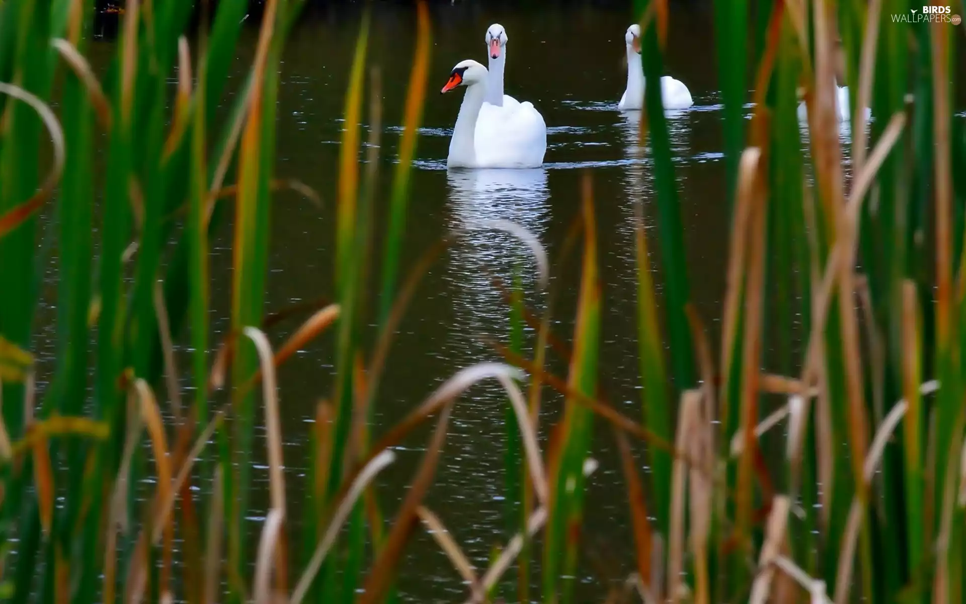 rushes, Swan, water