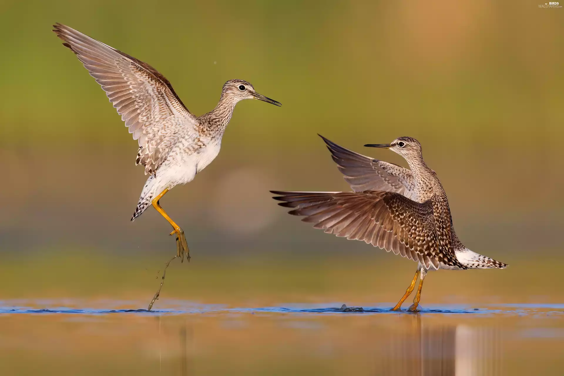Two cars, wood sandpiper, water, birds