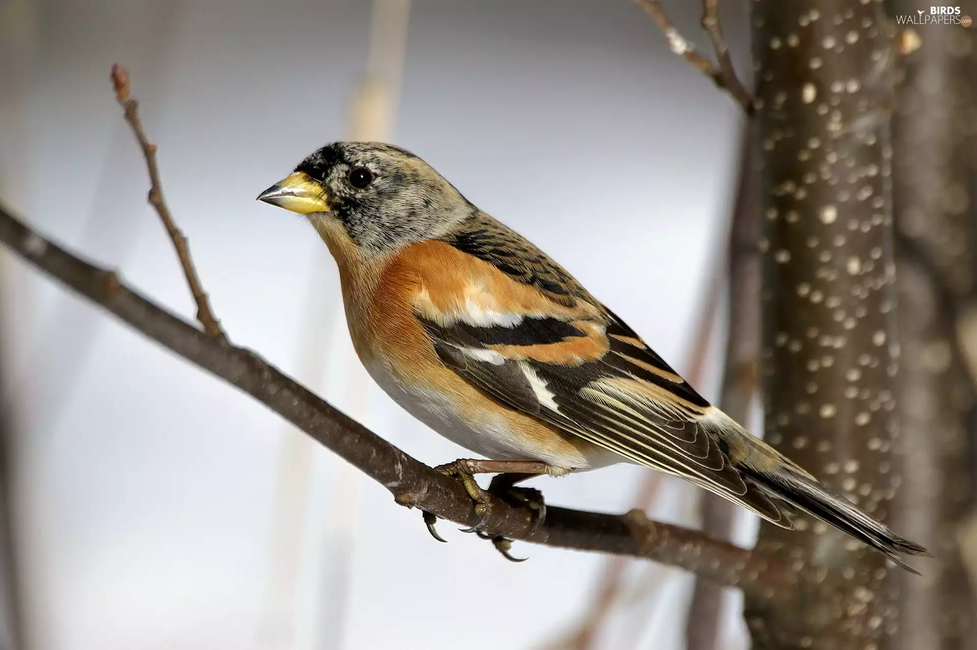 Twigs, sapling, Jer, finch, Bird