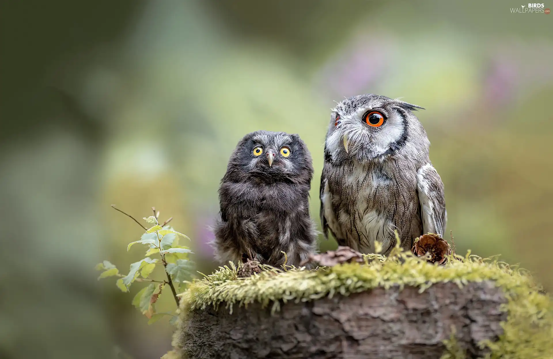 Eurasian Scops Owl, Two, Owls