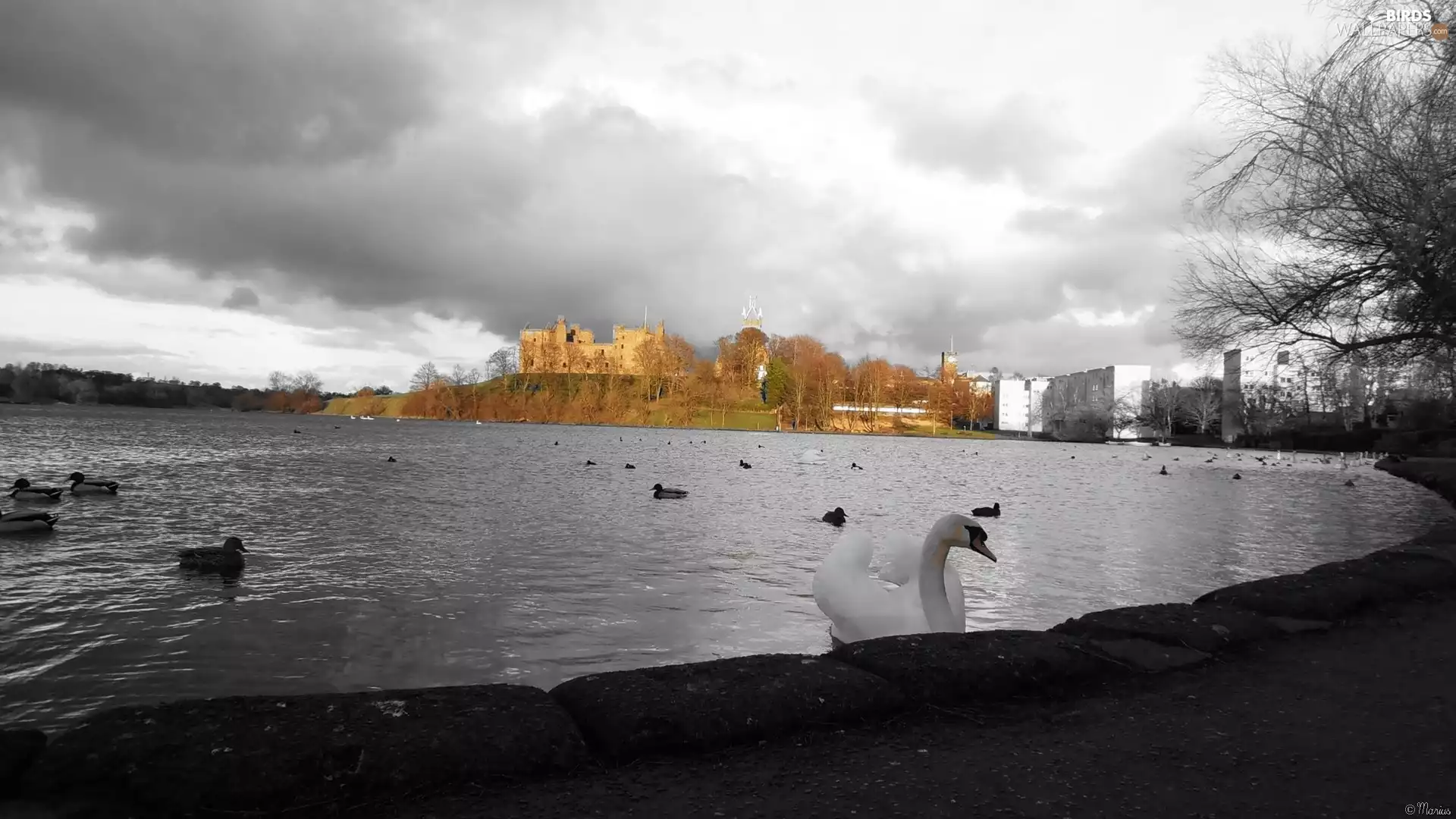 palace, Linlithgow, Black, Scotland, lake, Swans, White