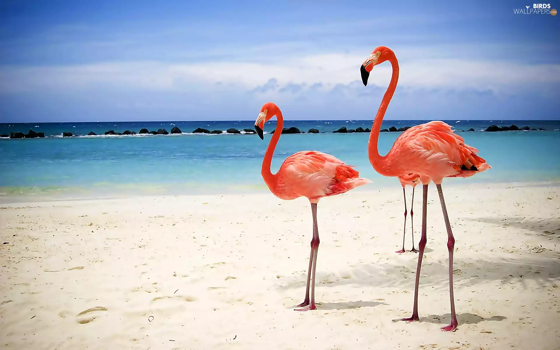 Beaches, Sky, Flamingos, sea