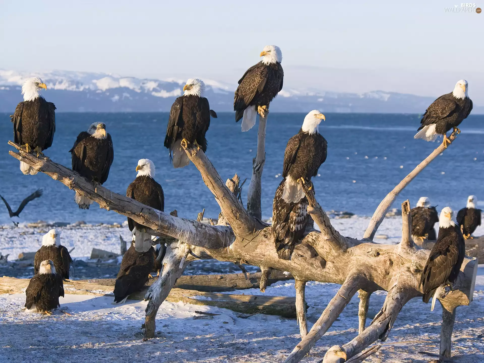 Eagles, sea, branch, Bald Eagles